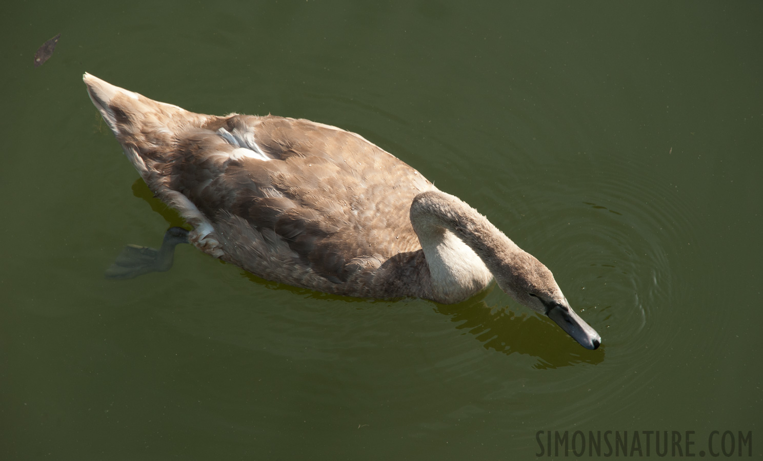 Serbia - Cygnus olor [300 mm, 1/200 sec at f / 10, ISO 400]